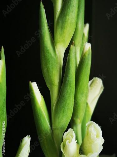 Rozkwitające pąki kwiatu mieczyka Gladiolus w kolorze białym. Wyizolowane kwiaty na czarnym tle.