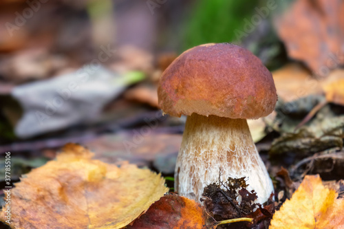 Beautiful mushroom Boletus edulis in the forest. White mushroom-boletus in the autumn forest.