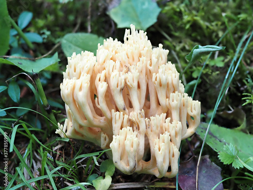 Ramaria flava mushroom in the forest photo