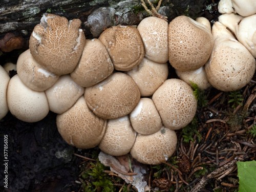 Lycoperdon pyriforme mushroom in the forest photo