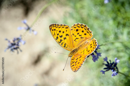 farfalla gialla su fiore di lavanda