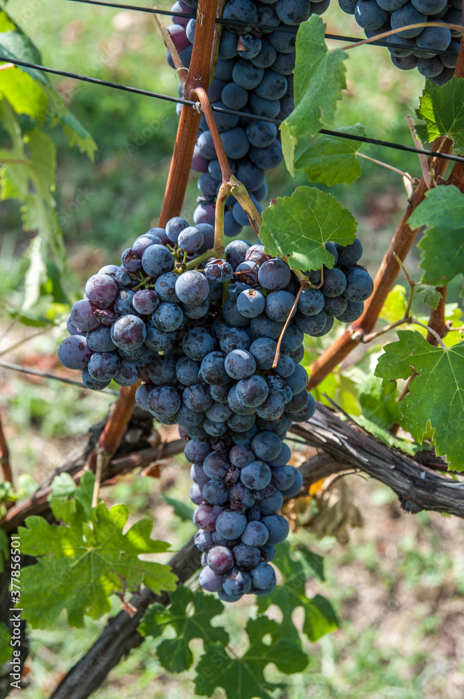 grappolo d'uva con rami e foglie di vite