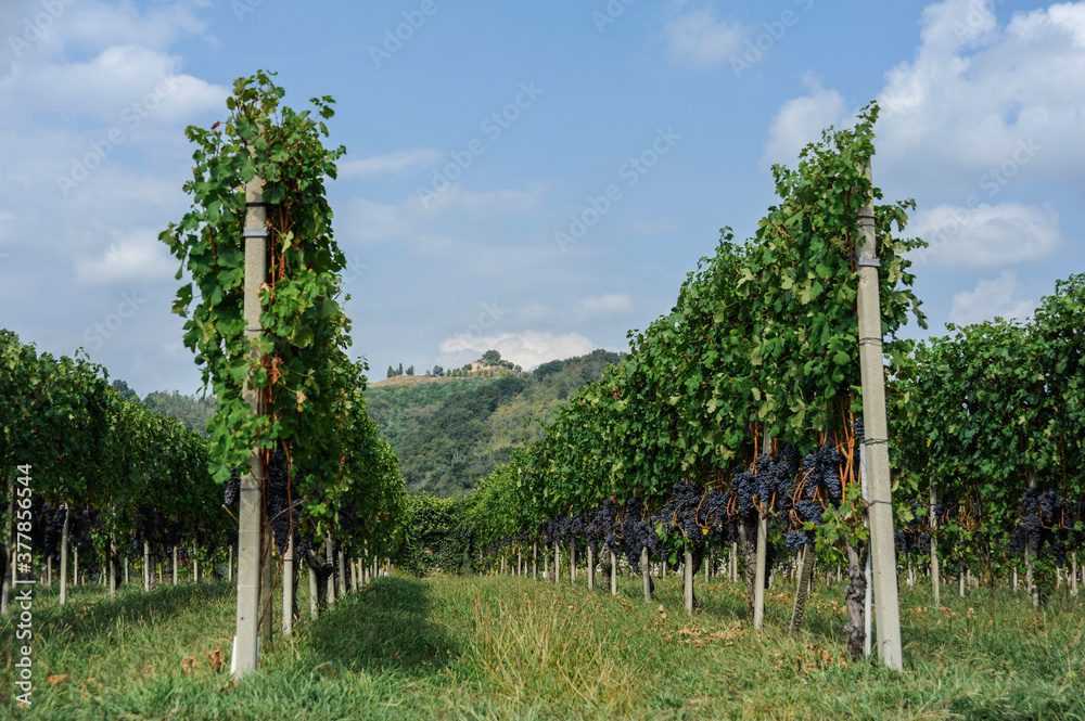 Filari di vigna con uva a Gattinara (Vercelli)