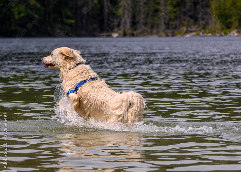 Adorable white dog playing in the water Adorable white dog playing in the water