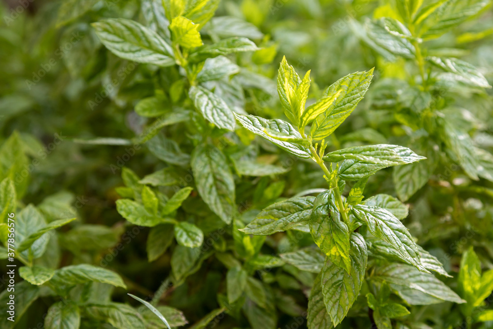Mint plantation in summer Mint plantation in summer