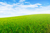 Green landscape view of Green rice field with white clouds and blue sky in background.