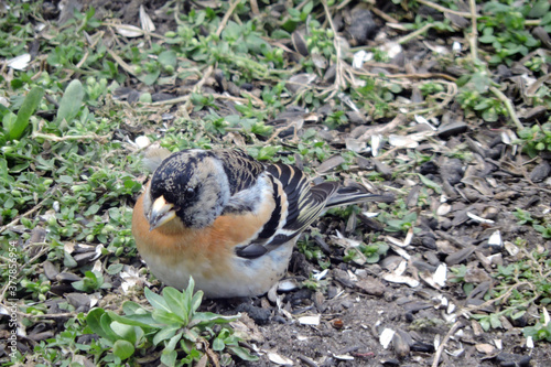 A male brambling  sitting on ground and eating sunflower seeds  photo