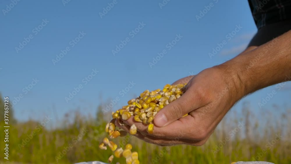 Corn Seed in Farmer Hands Against Blue Sky at Sunset, Agriculture. Slow Motion Farmer Hands Cupping Maize Kernels in Field After Harvest is Done. Closeup Farm Worker holding maize harvest cereal plant Corn Seed in Farmer Hands Against Blue Sky at Sunset, Agriculture. Slow Motion Farmer Hands Cupping Maize Kernels in Field After Harvest is Done. Closeup Farm Worker holding maize harvest cereal plant