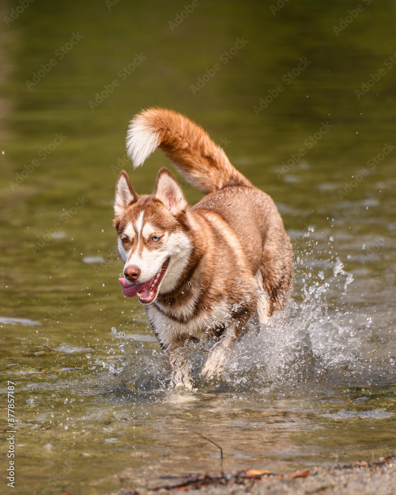Adorable brown husky playing in the water Adorable brown husky playing in the water