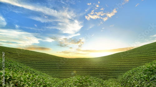 Green tea field in sunset, landscape with vineyard and sky