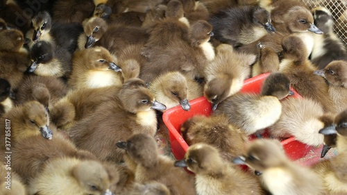 Many duck chicks in cage. From above fluffy duck chicks for sale being kept in overcrowded cage on Chatuchak Market in Bangkok, Thailand photo