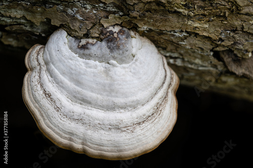 White mushroom grows on a old log. Close up image