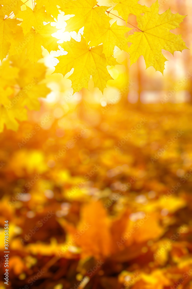 Fall blurred background. Fall blurred background.