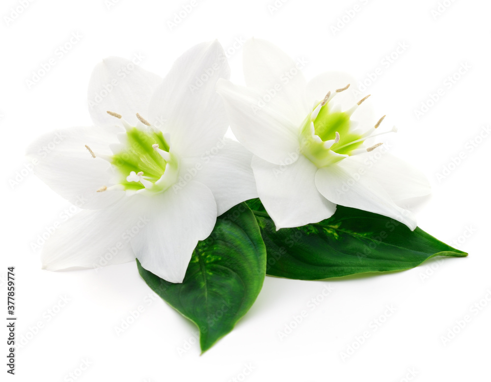Two white flowers. Two white flowers.
