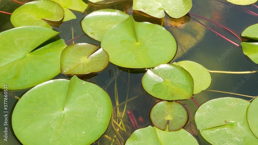 Floating water lilies in pond. From above of green leaves floating in tranquil water. symbol of buddhist religion on sunny day Floating water lilies in pond. From above of green leaves floating in tranquil water. symbol of buddhist religion on sunny day
