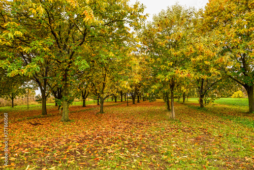 colorful autumn trees in the chestnut forest whit orange leaves on the ground