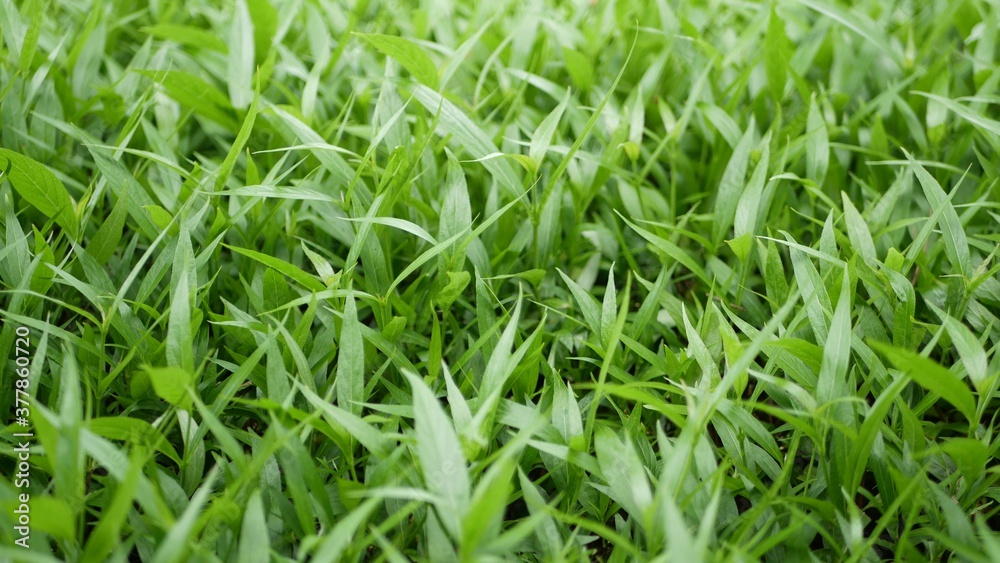 Detail leaves of green field. Field of small leaves of fresh green grass Detail leaves of green field. Field of small leaves of fresh green grass