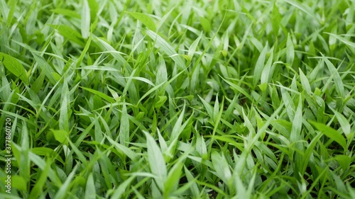 Detail leaves of green field. Field of small leaves of fresh green grass