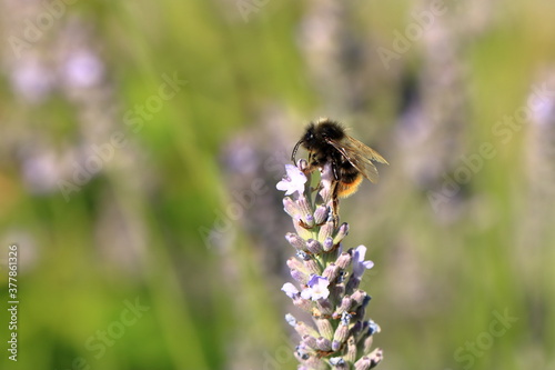 Bumblebee (Bombus) on Lavender (Lavandula)