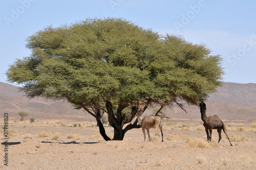 Camellos junto a una acacia en el sur de Marruecos