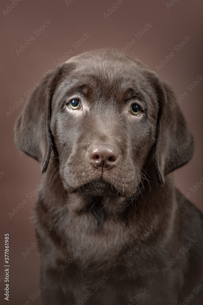 Labrador Welpe 2 Labrador Welpe 2