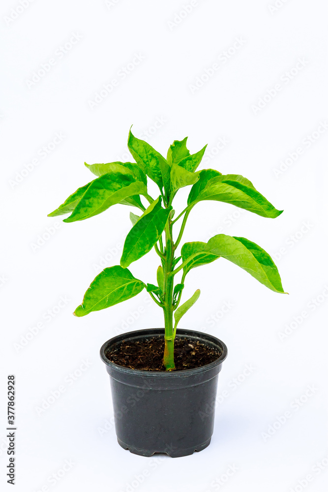 Bell Pepper seedling in a plastic pot on a white background Bell Pepper seedling in a plastic pot on a white background