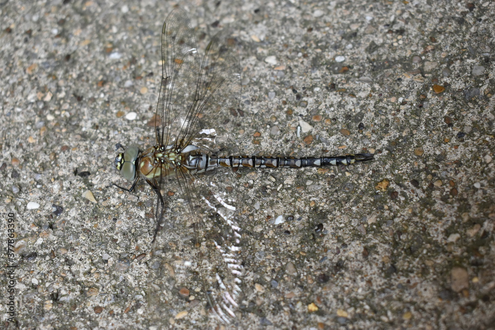 A Common Hawker Female Dragonfly close to the end of her transformation on a household pathway in Rushden, Northamptonshire, UK, September 1st 2020. A Common Hawker Female Dragonfly close to the end of her transformation on a household pathway in Rushden, Northamptonshire, UK, September 1st 2020.