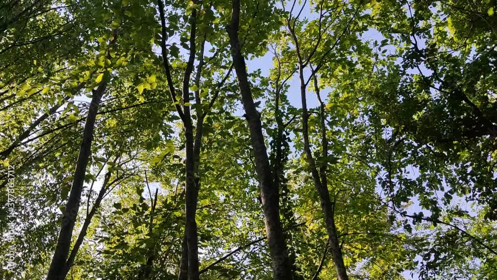 Bosco lungo il sentiero ai monti delle Cesane nelle Marche
