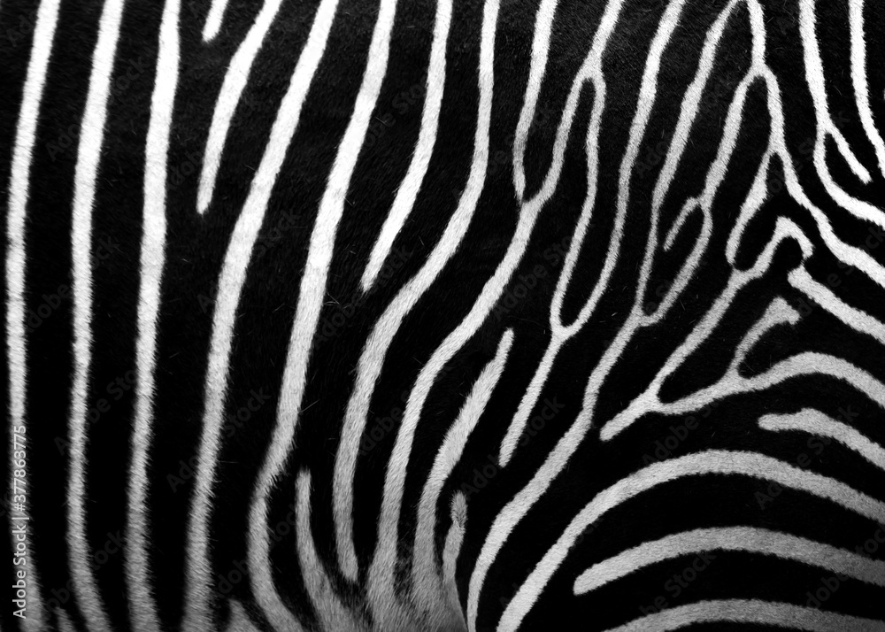 zebra skin texture zebra skin texture