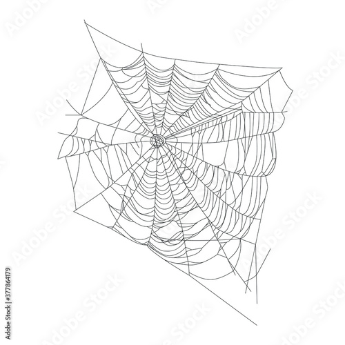 Spider web, vector silhouette, realism