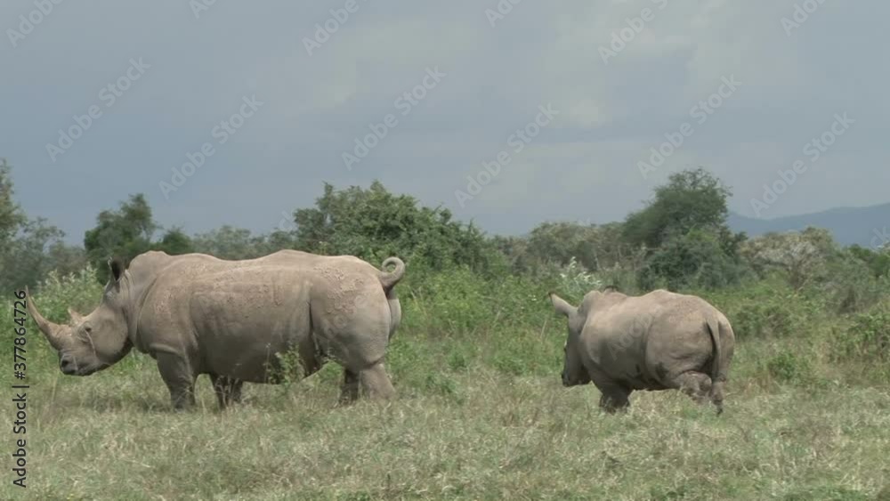 Mother white rhino with her tail rolled up to show anger Mother white rhino with her tail rolled up to show anger
