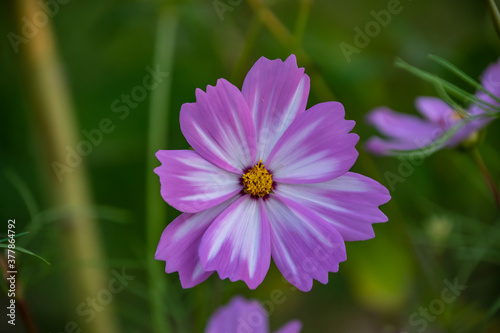 Summer flowers pink cosmos flowers - in Latin Cosmos Bipinnatus