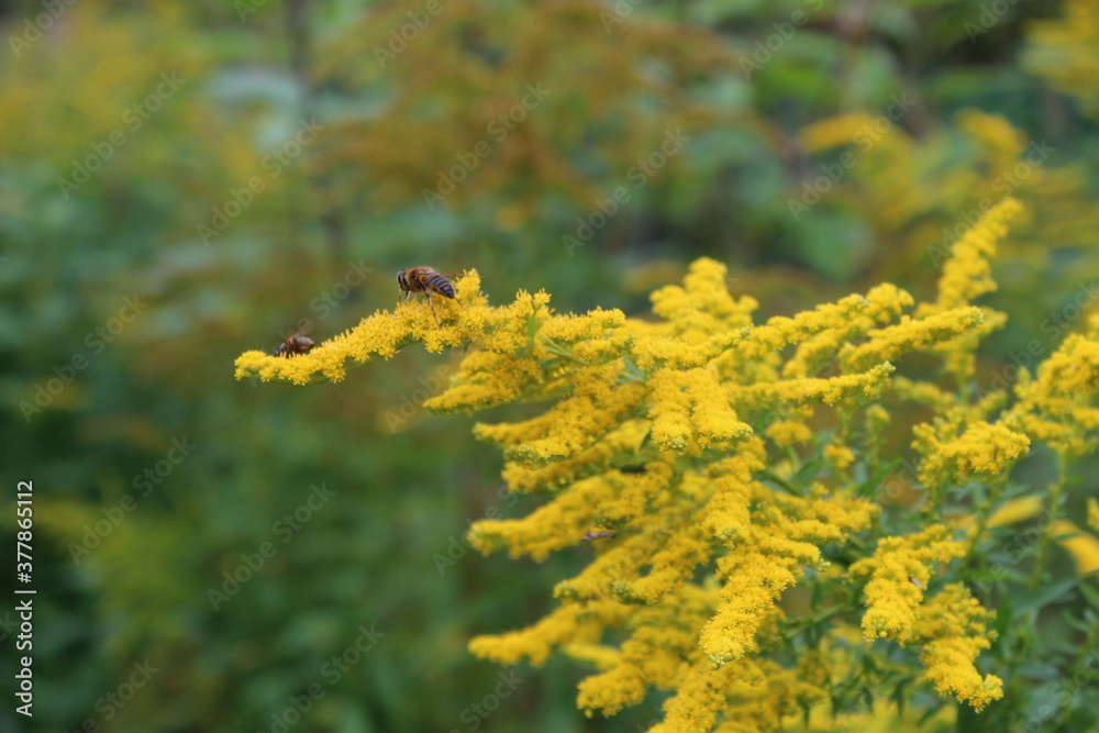 autumn in flowers autumn in flowers