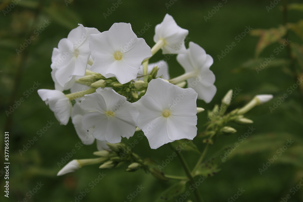 Obraz premium autumn in flowers