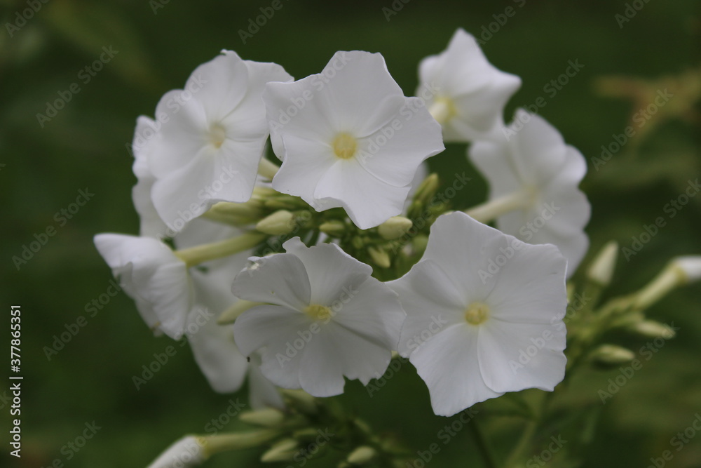 Obraz premium autumn in flowers