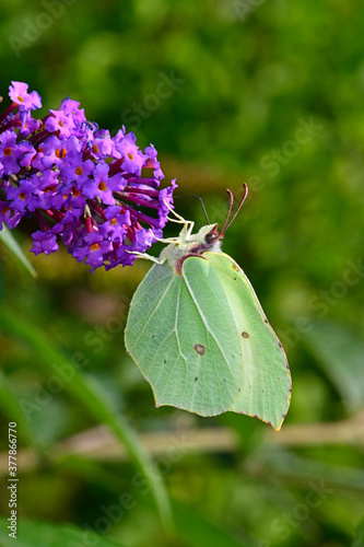 Zitronenfalter (Gonepteryx rhamni) an einem Flieder (Syringa) / Brimstone on a lilac  photo