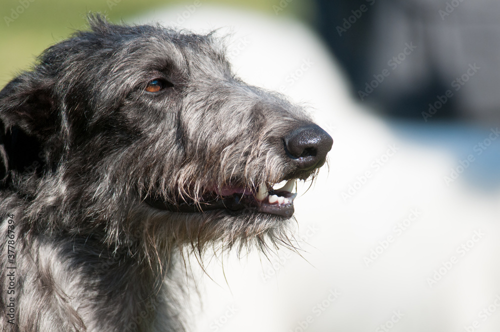 Fototapeta premium Scottish Deerhound Head Shot