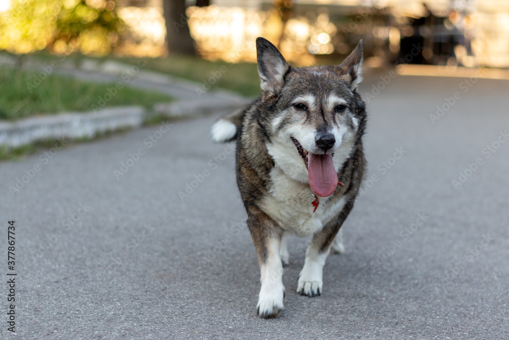 Happy joyful dog with grey fur while walking. Day in the life of non-purebred senior dog. Happy joyful dog with grey fur while walking. Day in the life of non-purebred senior dog.