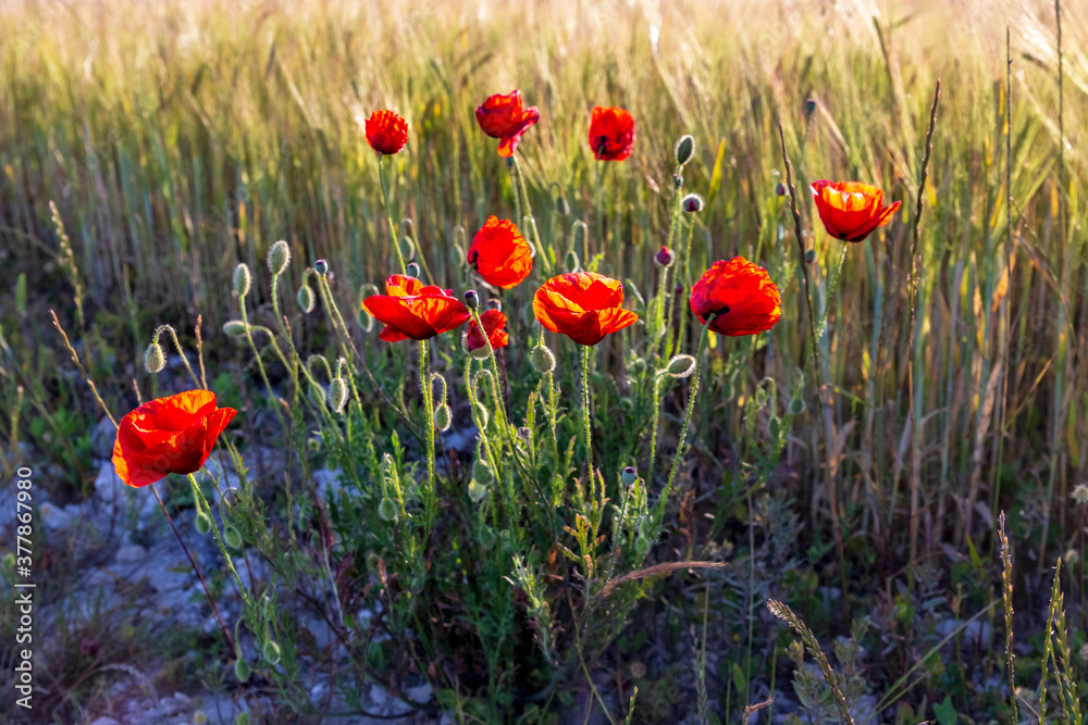 Fototapeta premium Amapolas entre el trigo en Pinto. Madrid. España. Europa.