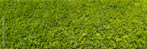 Foto Green thuja hedgerow close up photo