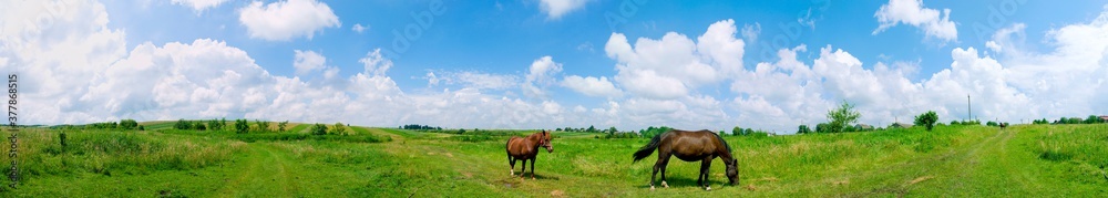 panorama with horses in the field, herd of horses grazing in the meadow in summer and spring, animal husbandry concept, with place for text