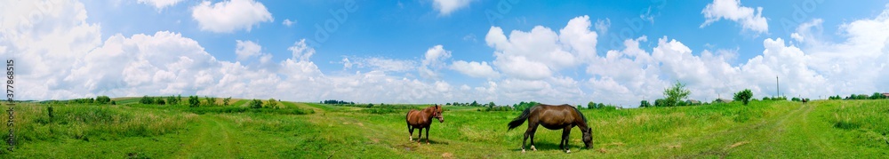 panorama with horses in the field, herd of horses grazing in the meadow in summer and spring, animal husbandry concept, with place for text panorama with horses in the field, herd of horses grazing in the meadow in summer and spring, animal husbandry concept, with place for text