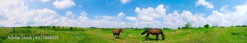 panorama with horses in the field  herd of horses grazing in the meadow in summer and spring  animal husbandry concept  with place for text