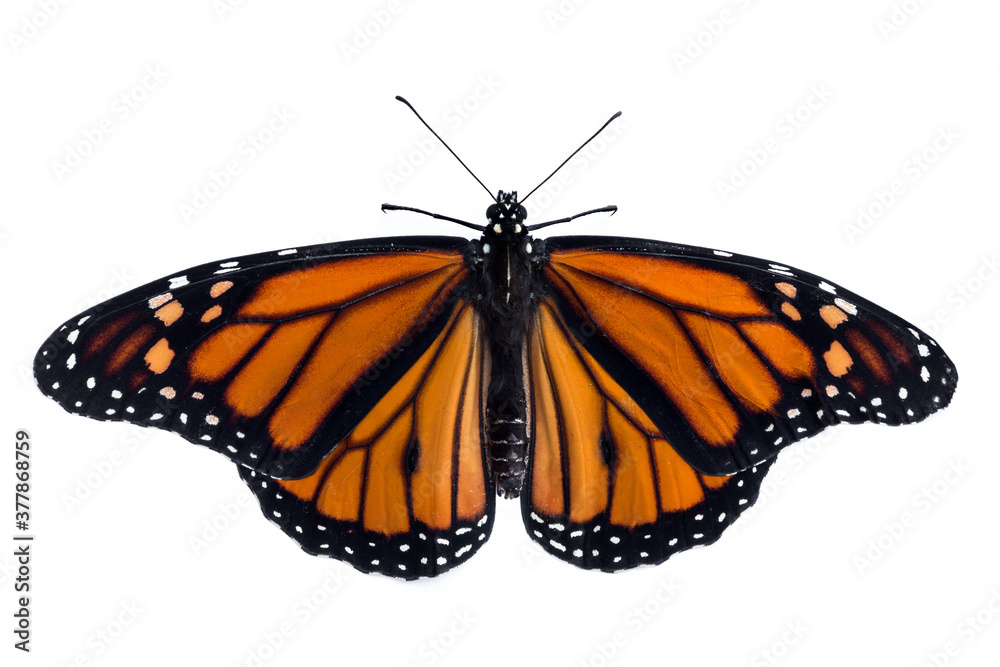 Monarch butterfly (Danaus plexippus) isolation on white background Monarch butterfly (Danaus plexippus) isolation on white background