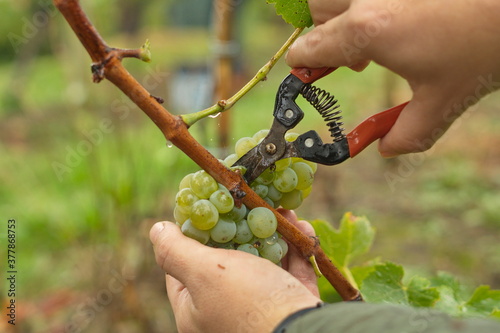 Operators in the grape harvest for the elaboration with traditional techniques of Txakoli white wine.