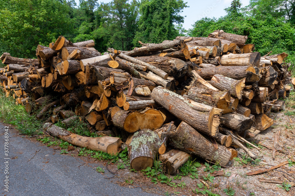 wood logs stacked along a mountain road wood logs stacked along a mountain road