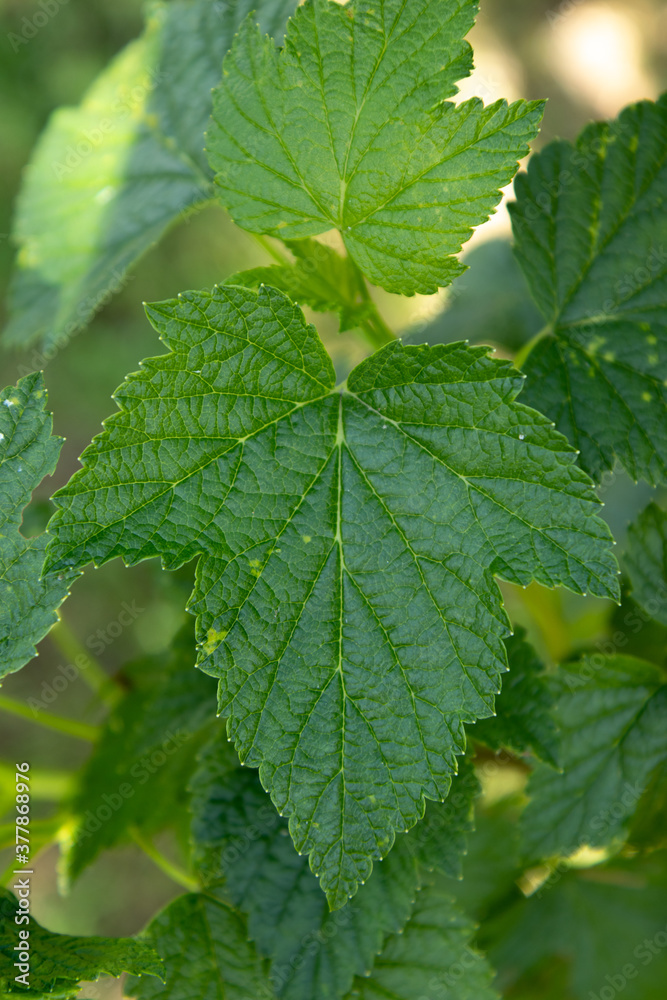 Green blackcurrant leaves grow in the garden. Green blackcurrant leaves grow in the garden.