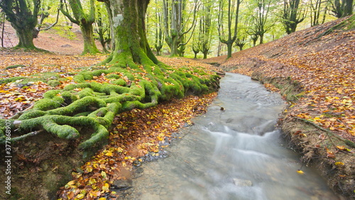 Zeanuri, Bizkaia/Basque Country; Oct. 28, 2012. Beech (Fagus sylvatica) forest with a stream in Otzarreta (Natural Park of Gorbea). Forest known for its shallow roots.