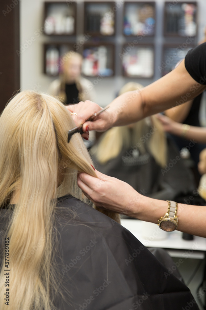 Fototapeta premium The hairdresser cuts the hair of a blonde woman.