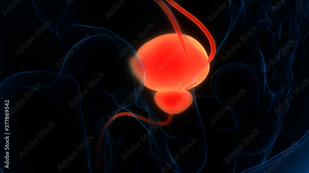 Human Urinary System Bladder Anatomy Stock Illustration | Adobe Stock